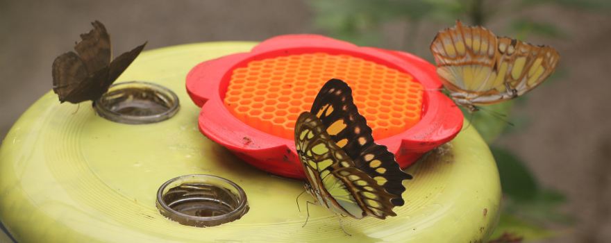 The Magic of Life Butterfly House