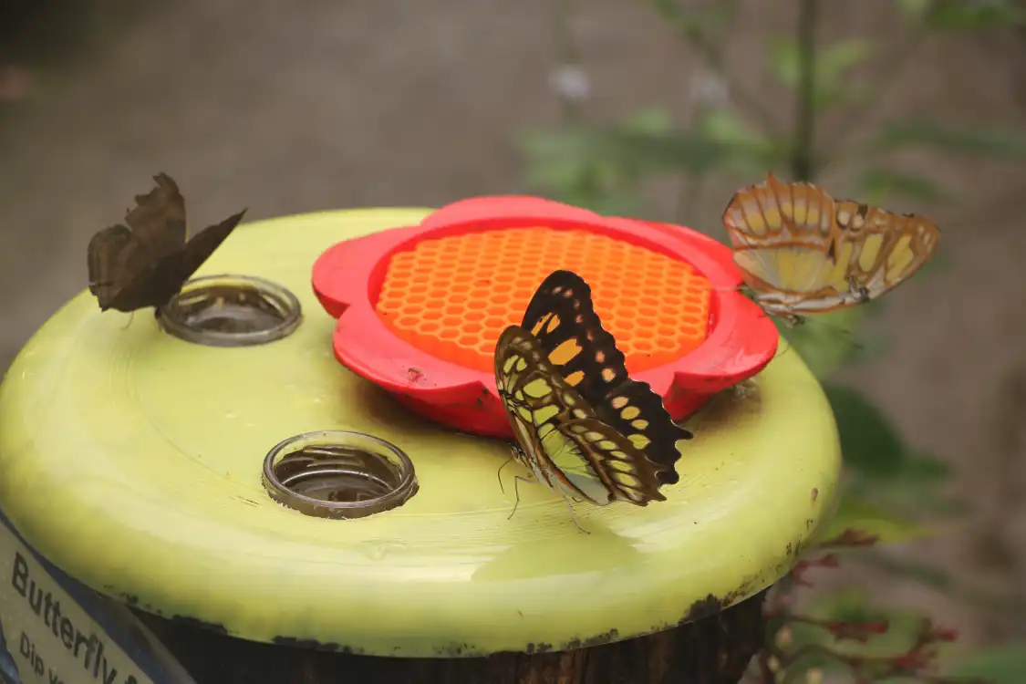 Các khách sạn gần Magic of Life Butterfly House