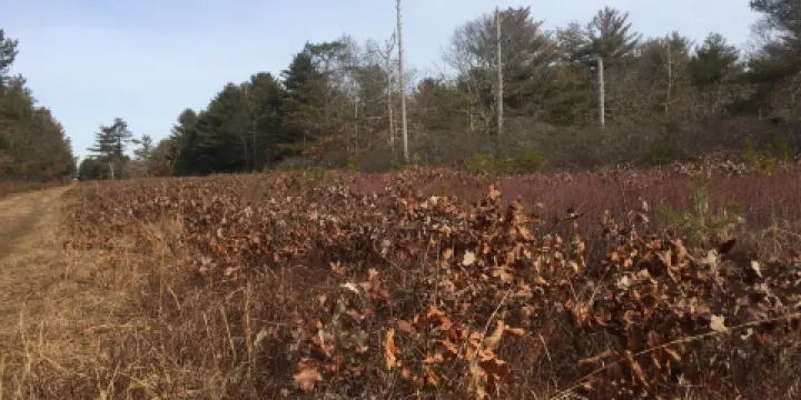 Manuel F. Correllus State Forest