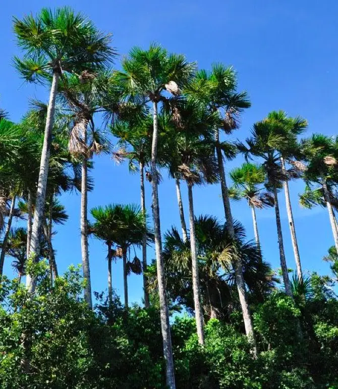 Tambopata