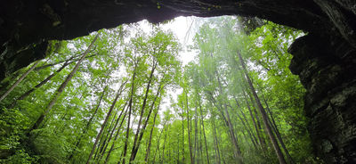 Moore Cove Falls