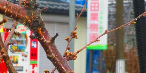 山田果樹園
