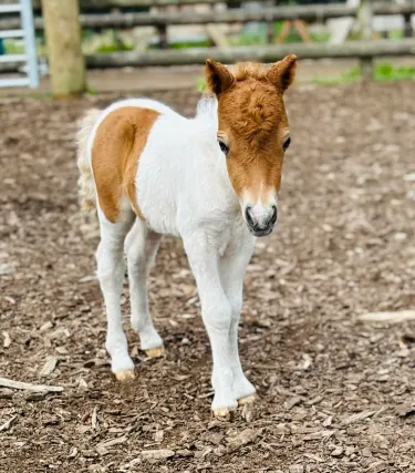 Walnut Tree Farm Park