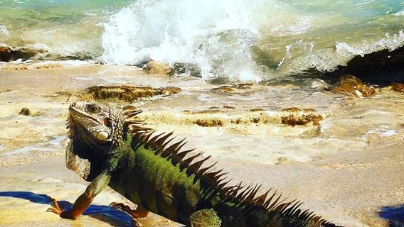 Carlos Rosario Beach