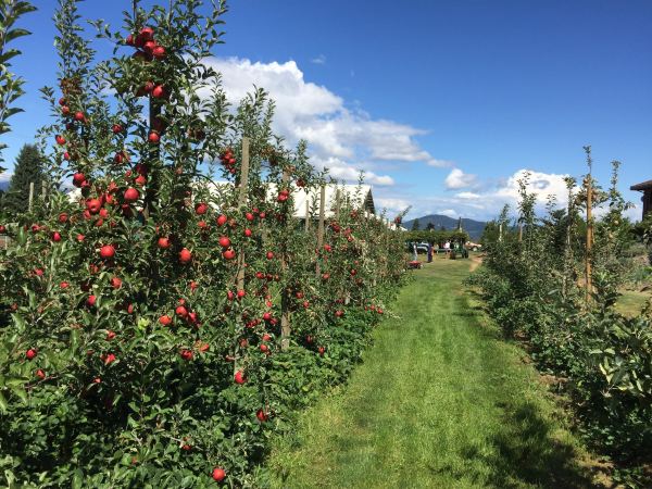 Kiyokawa Family Orchards