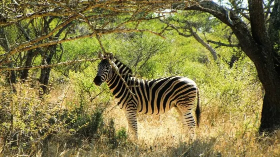 Polokwane Game Reserve