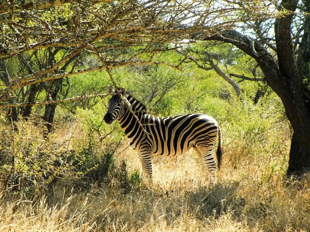 Hotels near Polokwane Nature Reserve