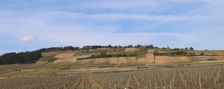 Domaine LEJEUNE - POMMARD