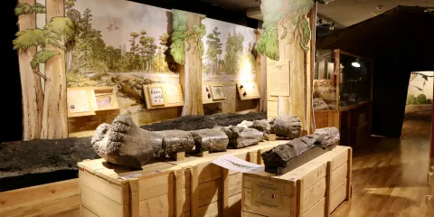 Jurassica Jardin Botanique