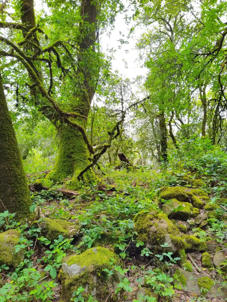 Hotels near Taylor Mountain Regional Park & Open Space Preserve