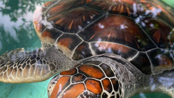 Sea Turtle Hatchery Centre, Mahamodara