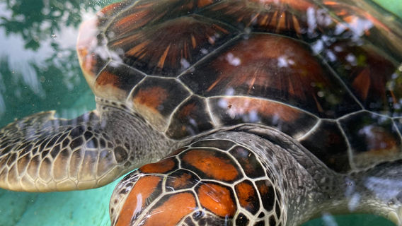 Sea Turtle Hatchery Centre, Mahamodara