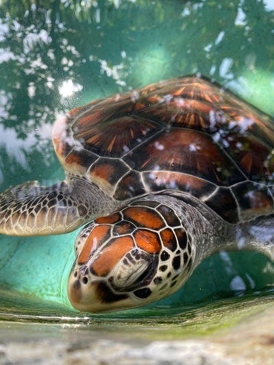 Sea Turtle Hatchery Centre, Mahamodara