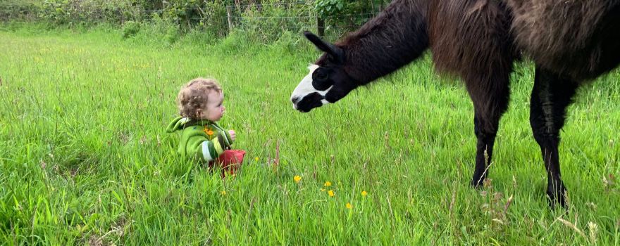 Pembrokeshire Llama Sanctuary