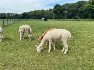 Alpacafarm Vorstenbosch