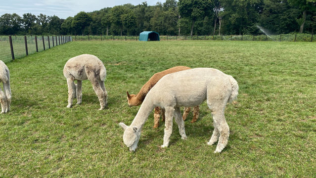 Alpacafarm Vorstenbosch