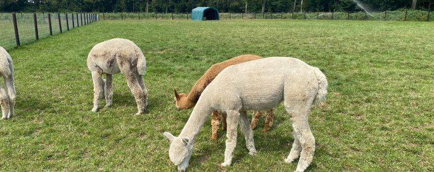 Alpacafarm Vorstenbosch
