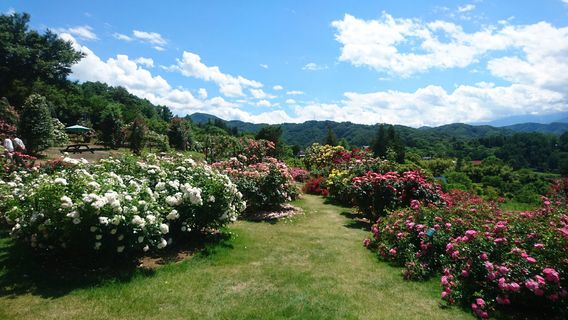 Takatō Shinwanooka Rose Garden