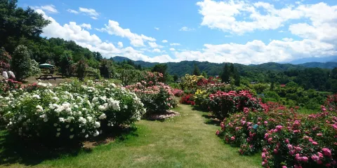 Takato Shinwa no Oka Rose Garden