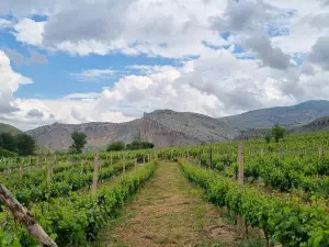 Momik Wines