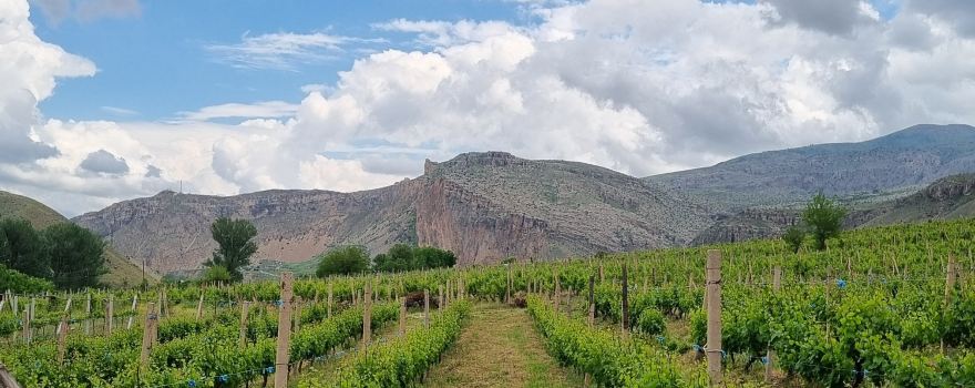 Momik Wines