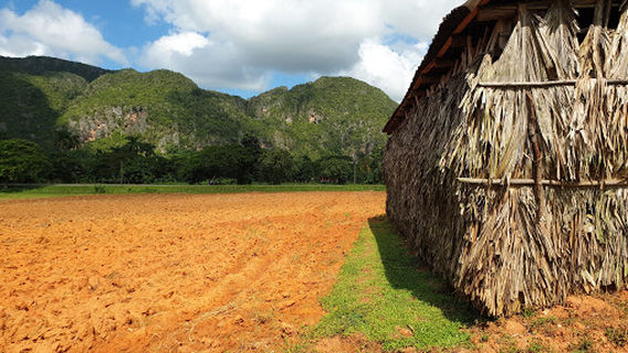Finca de tabaco Benito Nodars