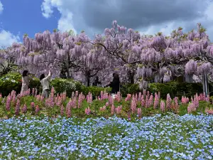 Sera Fuji Garden