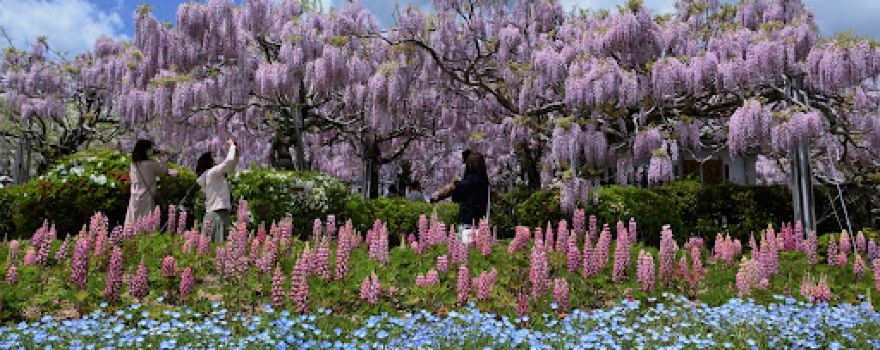 Sera Fuji Garden