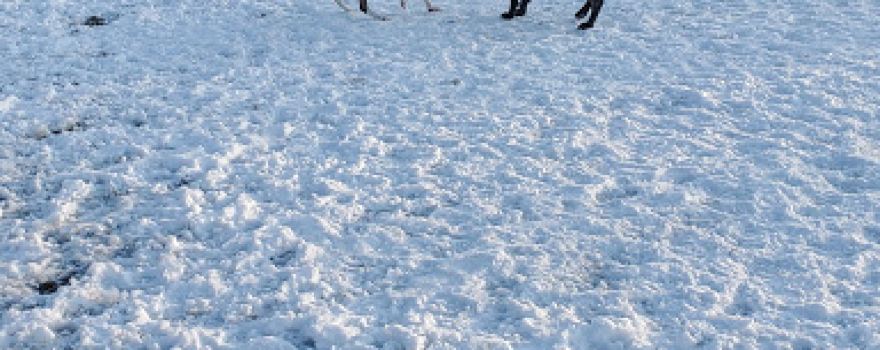 Andrew Mountain Park - Naugatuck Dog Park & Disk Golf Course
