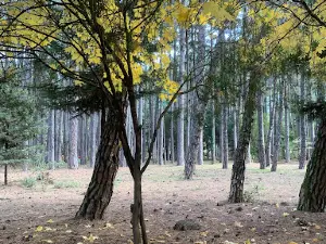 Vytina's Grove