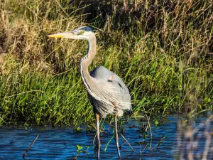 Brazoria National Wildlife Refuge