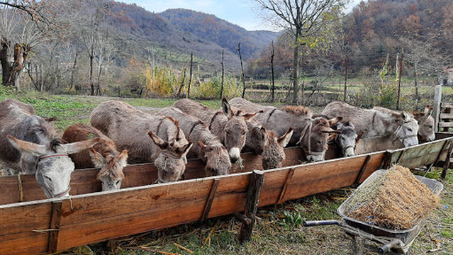 Ferma E Gomaricave Zoe - Donkey Farm