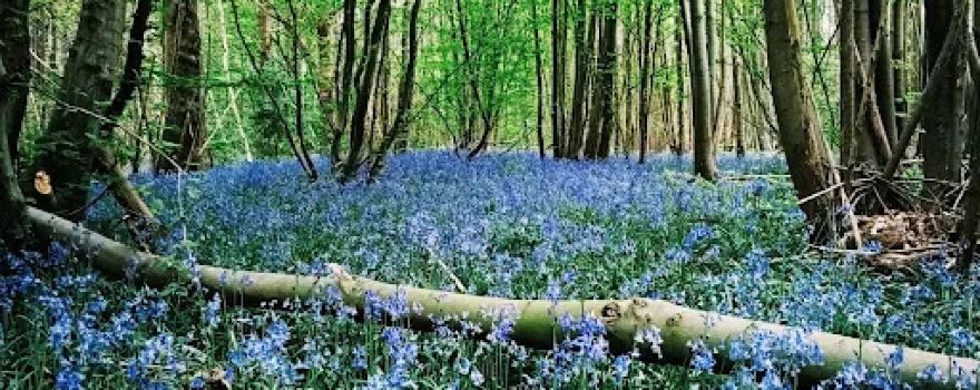 Cuxton Woods