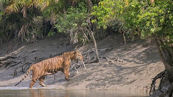 Sundarban Core Tourism