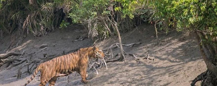 Sundarban Core Tourism