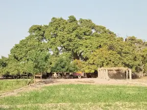 Old Banyan Tree