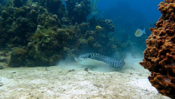 Roatan Dive Center