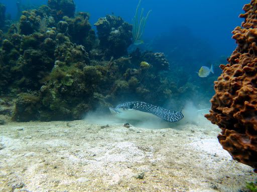 Roatan Dive Center