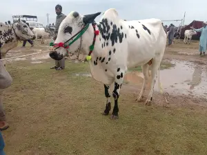 Khaur Football Ground