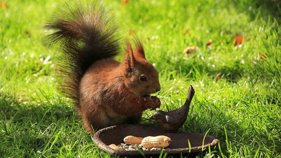 Natura Eco Camp Kranjska Gora, Camping in Slovenia