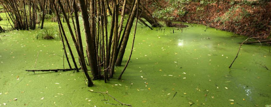 Lagunas De Salave