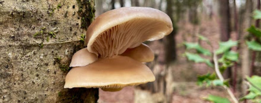 Densons Creek Nature Trail