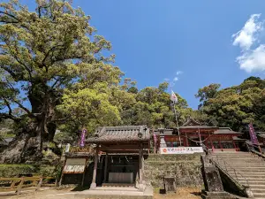 Giant Camphor Tree of Kamoh