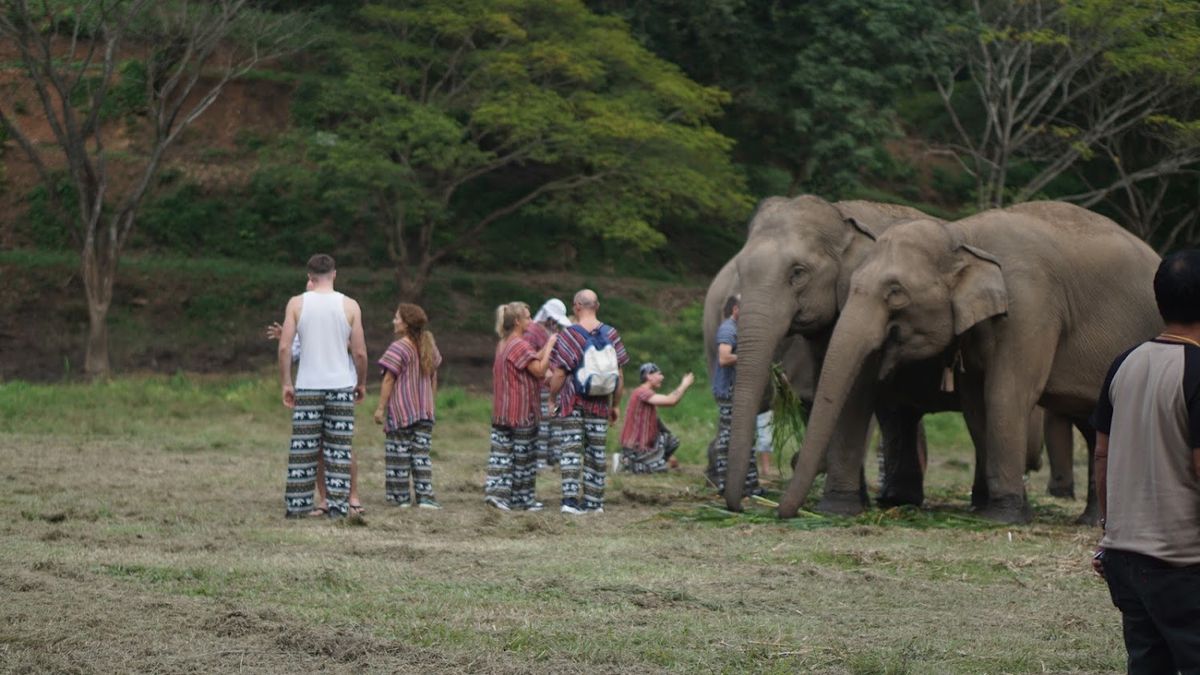 Lanna Elephant Care