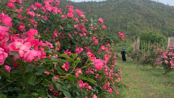 xia shan hua qian gu jing qu