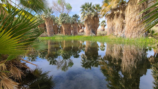 Coachella Valley Preserve - Thousand Palms Oasis Preserve