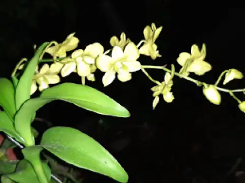 Vườn Lan Hoàng Duy