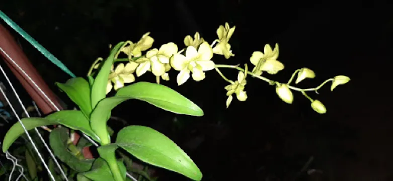 Vườn Lan Hoàng Duy