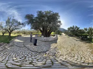 Anıt Zeytin