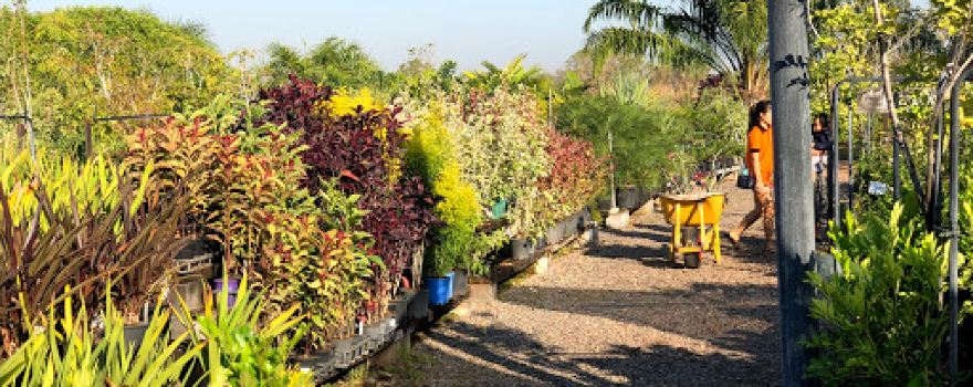 Paradise Nursery